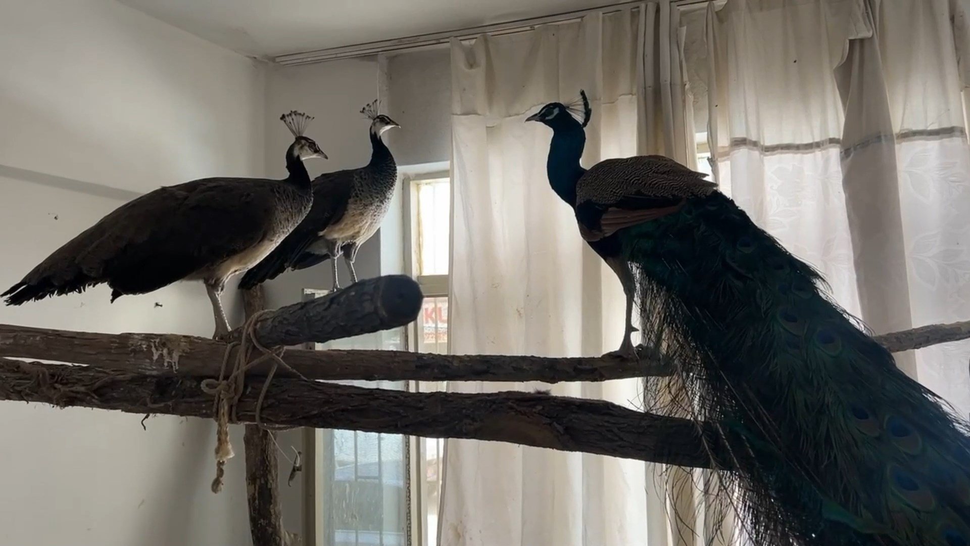 ORDU'DA EVİNDE İZİNSİZ TAVUS KUŞU BESLEYEN KİŞİYE CEZA