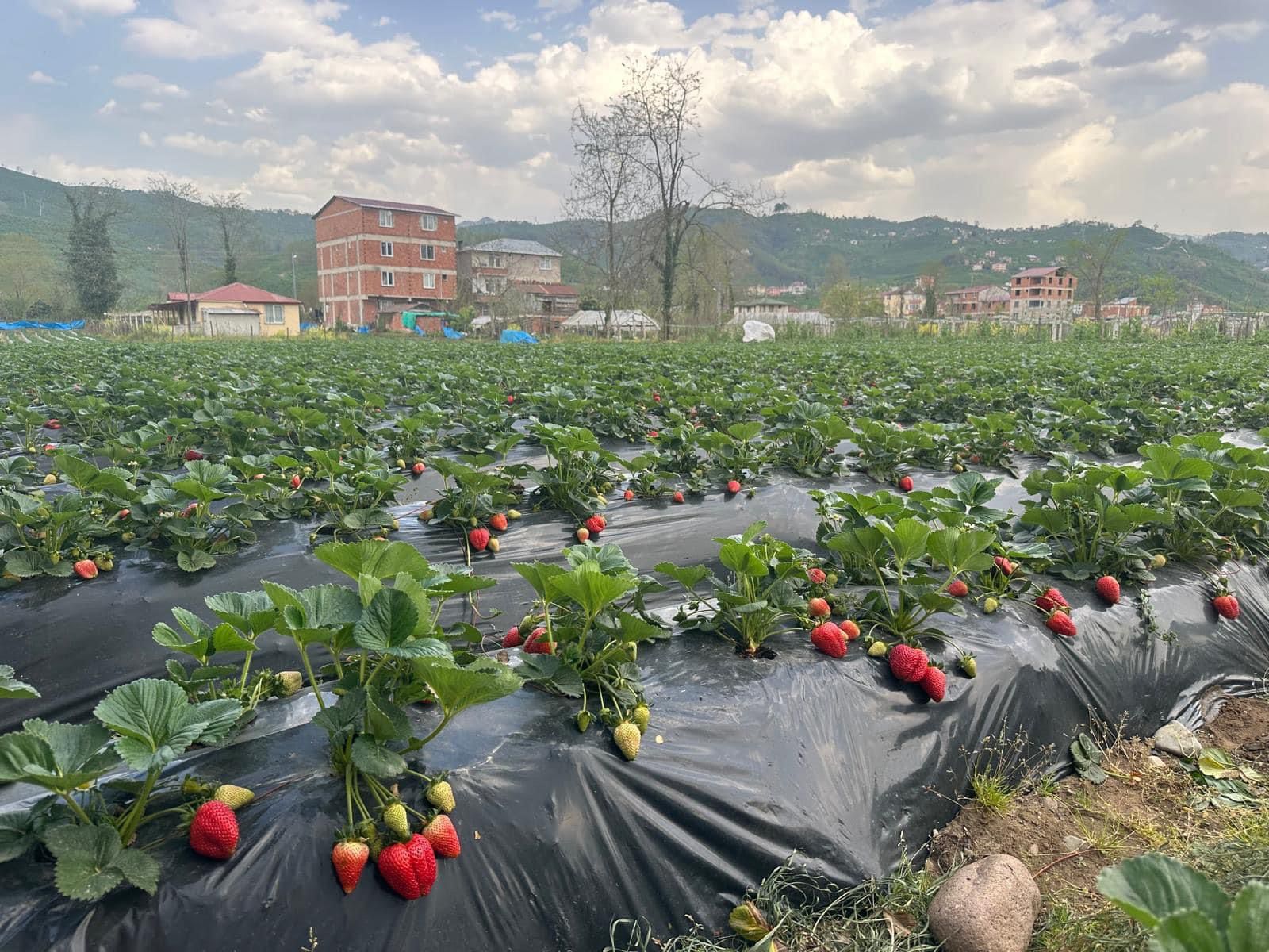 Çileğin Ordu ekonomisine bu yıl 90 milyon lira katkı sunması bekleniyor