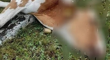 ÇAMBAŞI YAYLASI'NDA BİR DANA YILDIRIM ÇARPMASI SONUCU TELEF OLDU