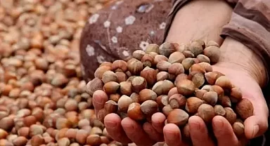 ORDU'DA 19 AĞUSTOS FINDIK FİYATLARI