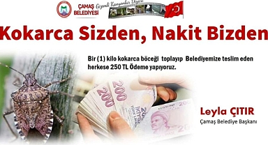 ORDU'DA BİR KİLO KAHVERENGİ KOKARCA GETİRENE 250 LİRA