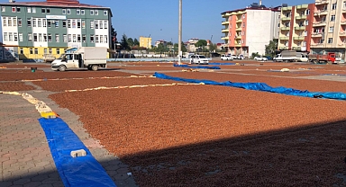 Çiftçilerin fındık kurutma telaşı sürüyor