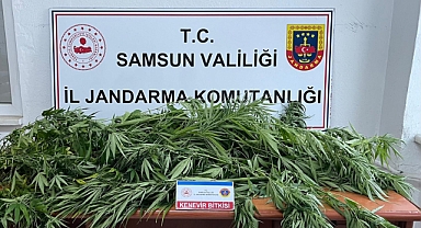 Fındık bahçesine kenevir eken şüpheli yakalandı