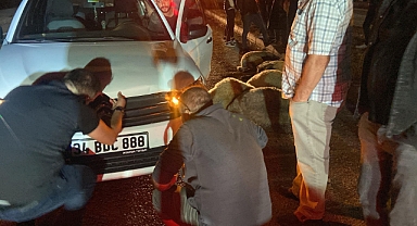 Giresun'da otomobilin çarptığı sürüdeki 12 koyun telef oldu