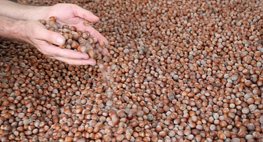 ORDU'DA FINDIK FİYATLARINDA SON DURUM NE? (14.09.2024)