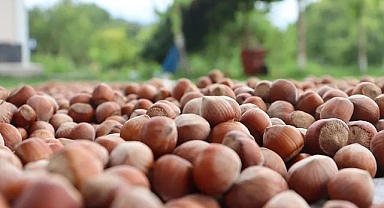 ORDU'DA FINDIK FİYATLARINDA SON DURUM (12.10.2024)