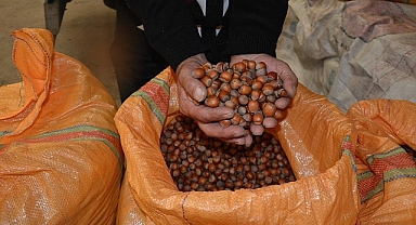 Giresun'da Fındık fiyatları fırladı! 50 randıman Giresun fındığı 140 TL