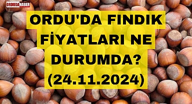 ORDU'DA FINDIK FİYATLARI NE DURUMDA? (24.11.2024)