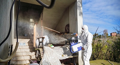 Ordu'da kahverengi kokarca ile mücadele amacıyla 60 bin kışlak ilaçlandı