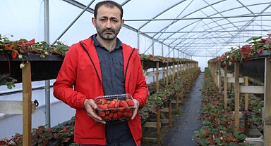 Ordu Büyükşehir Belediyesi Destek Verdi: Kilosu 300-350 TL aralığında çilek satıyor