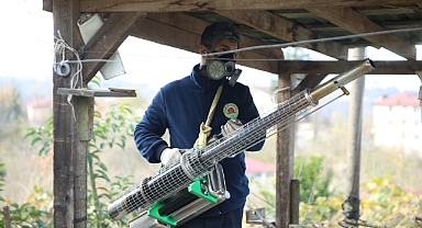 Ordu'da 450 ekip kahverengi kokarcanın bertarafı için mesai yapıyor
