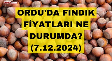 ORDU'DA FINDIK FİYATLARI NE DURUMDA? (7.12.2024)