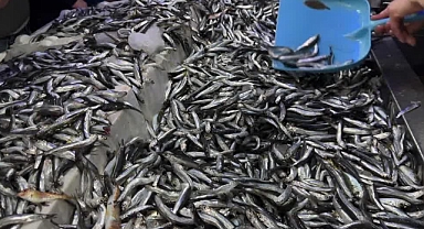 Karadeniz'in o ilinde hamsinin 30 liradan satılıyor