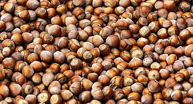 Ordu’da Fındık Fiyatları Güncellendi