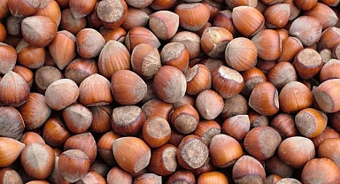 ORDU'DA FINDIK FİYATLARINDA SON DURUM 