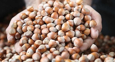 Ordu'da Fındık Fiyatlarında Son Durum Ne? 