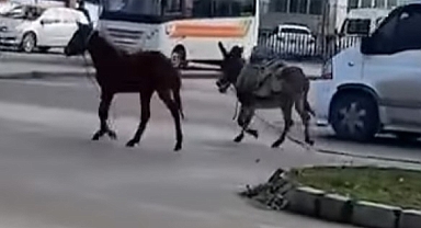 Ordu'da Kaybolan İki Eşek Aranıyor