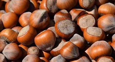 Fındık Üreticileri Şokta! Tüccar Milyonlarca Liralık Fındıkla Kayboldu