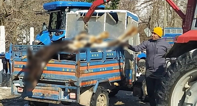 Ordu’da Ahır Yangını: 5 İnek Telef Oldu