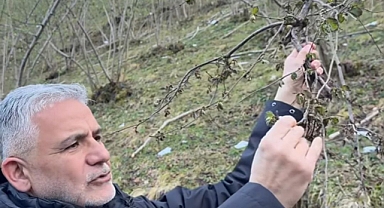 Başkan Akça: ''Resmen dallar kurumuş, yapraklar siyahlaşmış''