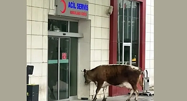 Fatsa Devlet Hastanesi’nin Acil Servis Girişinde İnek Görüntülendi