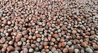FINDIK FİYATLARINDA SON DURUM 