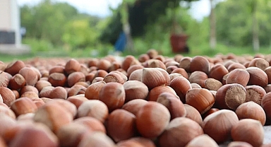 FINDIK FİYATLARINDA SON DURUM NE? (11.03.2025)