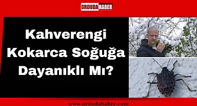 Kahverengi Kokarca Soğuğa Dayanıklı Mı?