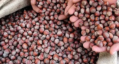 Ordu’da Fındık Fiyatlarında Son Durum (10 Mart 2025)