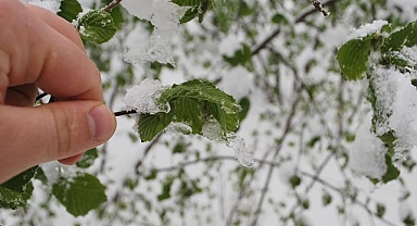 Ordu'da Nisan Ortasında Kar Yağışı ve Zirai Don Uyarısı