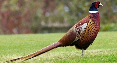 Ordu’da Kahverengi Kokarcaya Karşı 800 Sülün Doğaya Bırakılacak