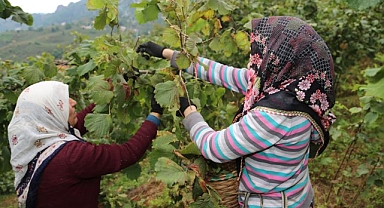 O İLÇEDE FINDIK HASADI İÇİN MEVSİMLİK İŞÇİ ÜCRETLERİ BELLİ OLDU