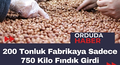 200 Tonluk Fabrikaya Sadece 750 Kilo Fındık Girdi