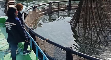 Ordu’da alabalık tesislerinde denetim ve hasat çalışmaları sürüyor