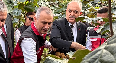 Ordu’da Kivi Hasadı Başladı: Vali Erol Üreticilere “Erken Hasattan Kaçının” Uyarısı