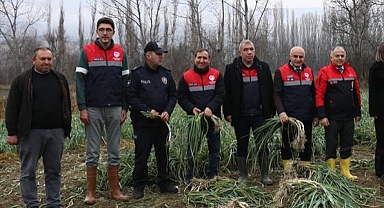 Çorum’da Coğrafi İşaretli Kışlacık Pırasasında Hasat Başladı