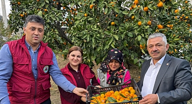 Ordu’da narenciye hasadına başlandı