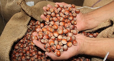 Ordu’da Serbest Piyasada Fındık 260 TL’den İşlem Görüyor