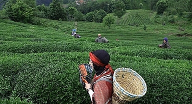 Rize’de Çay Müzesi İçin Proje Çalışmaları Başladı