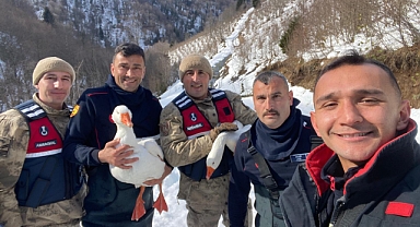 Ordu'da kaybolan kazları jandarma ve itfaiye ekipleri buldu