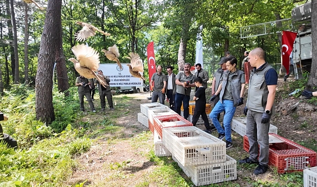 Ordu’da Kahverengi Kokarcayla Mücadele: 1600 Sülün Doğaya Bırakıldı